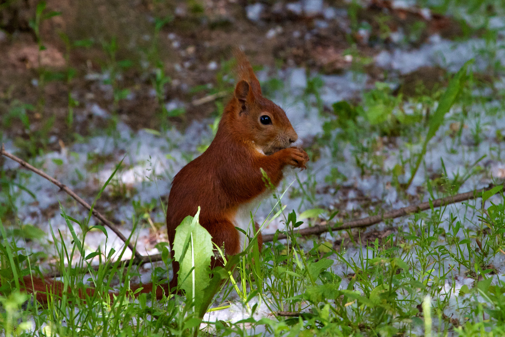 Eichhörnchen