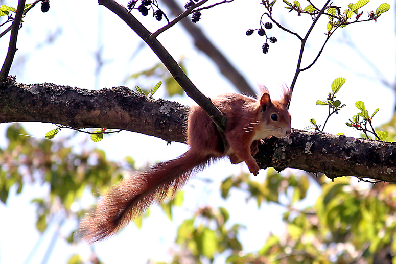 Eichhörnchen