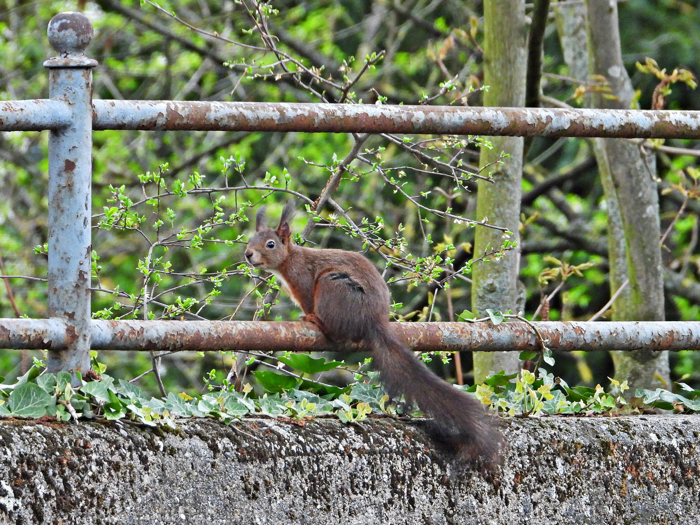 Eichhörnchen (05.04.2024)