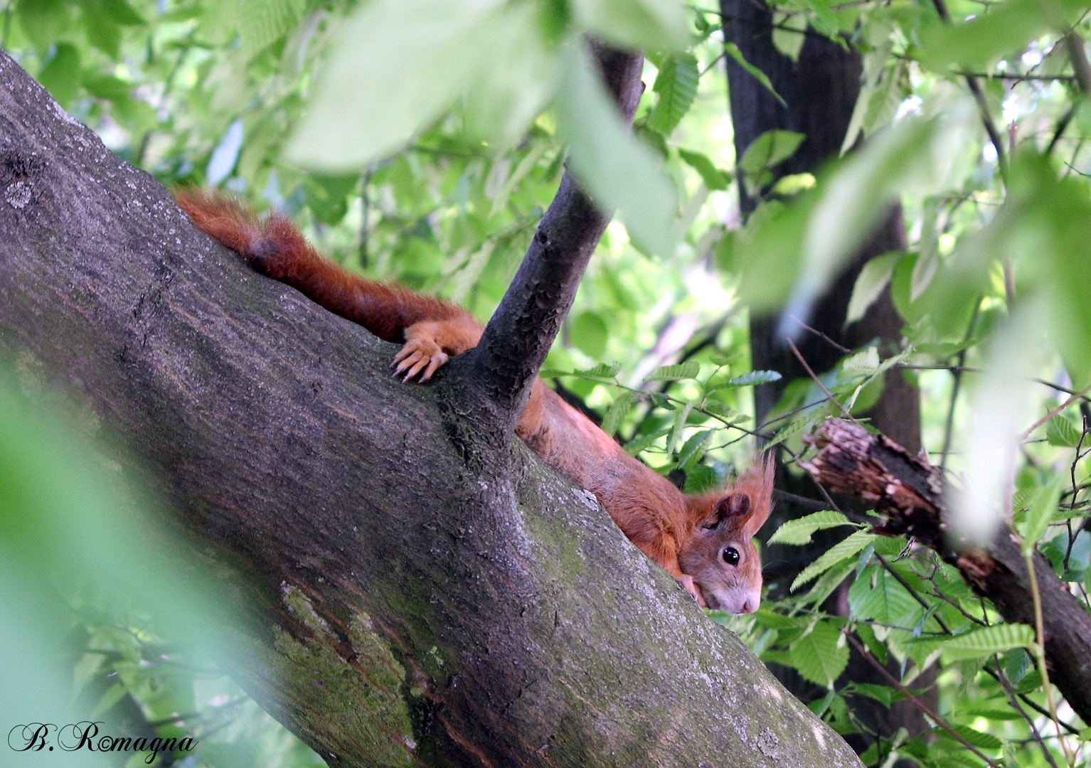 Eichhörnchen