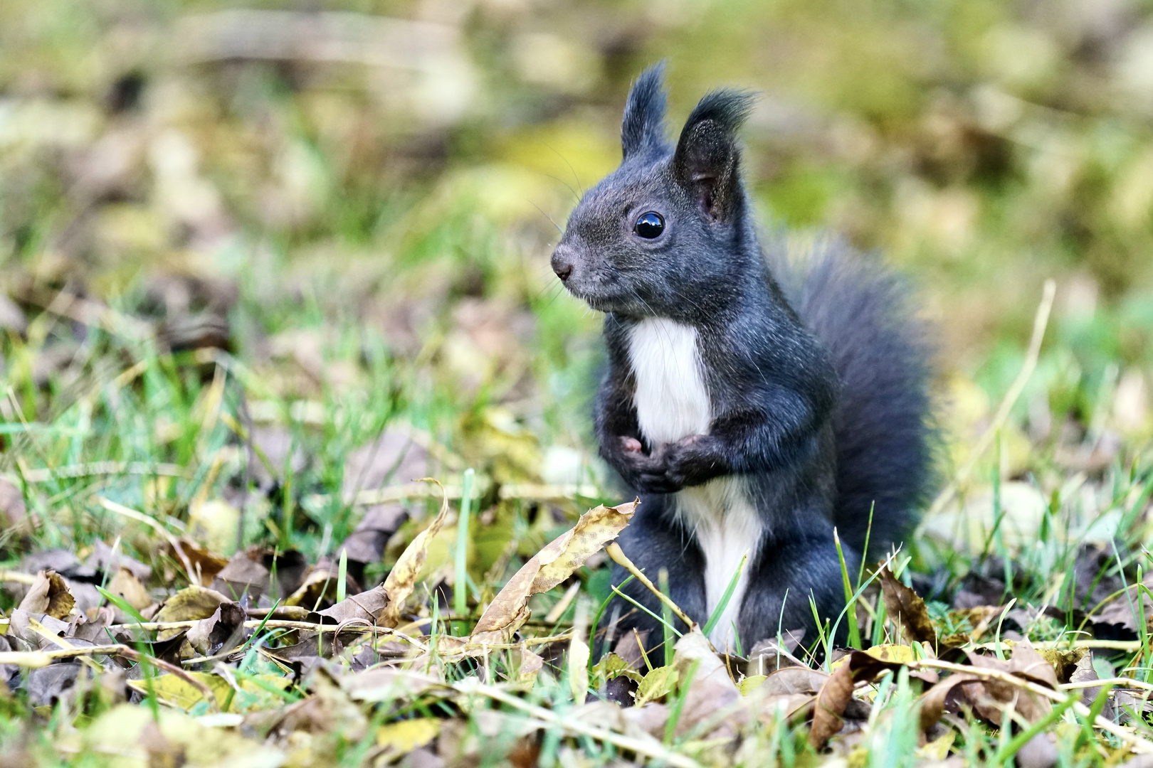 Eichhörnchen