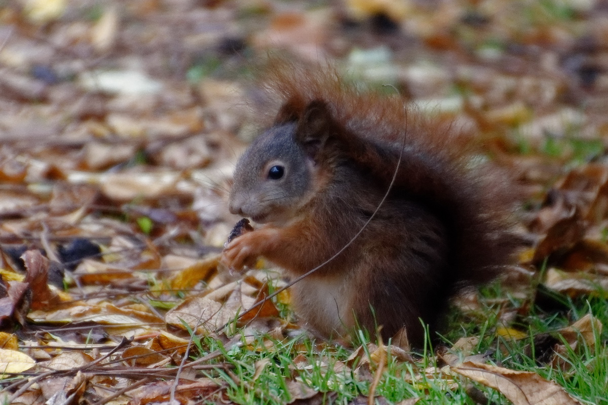 Eichhörnchen