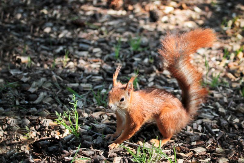 Eichhörnchen