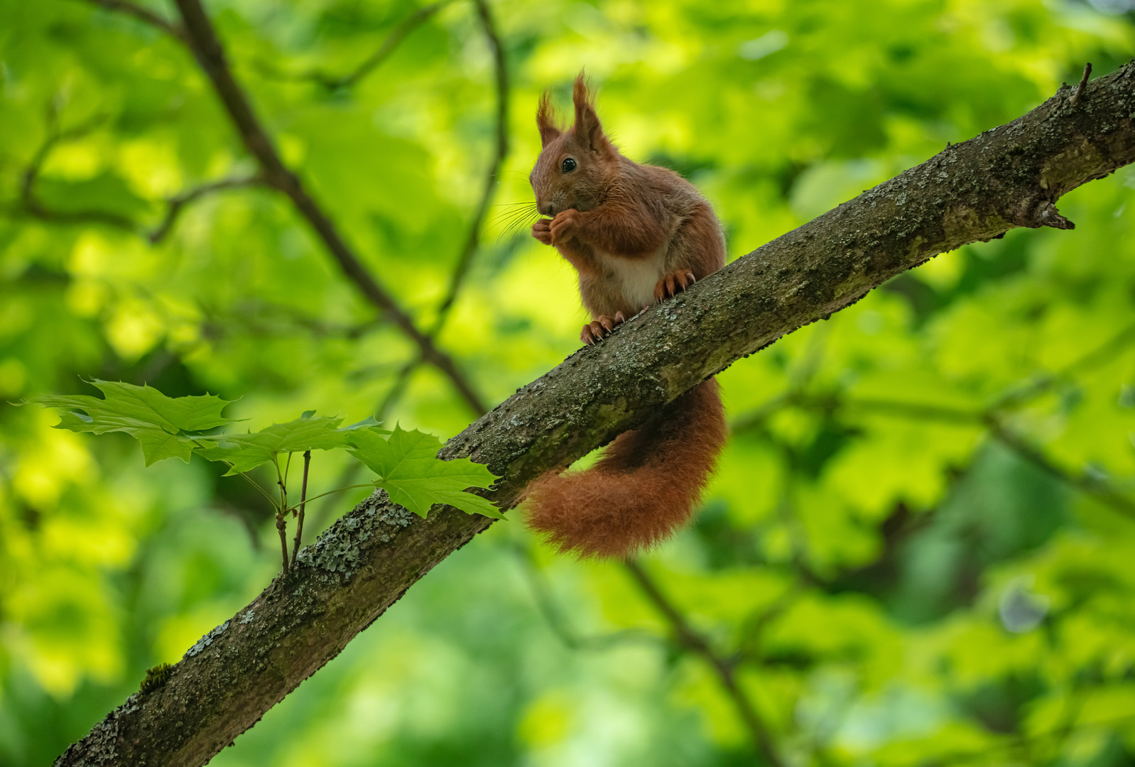 Eichhörnchen                            