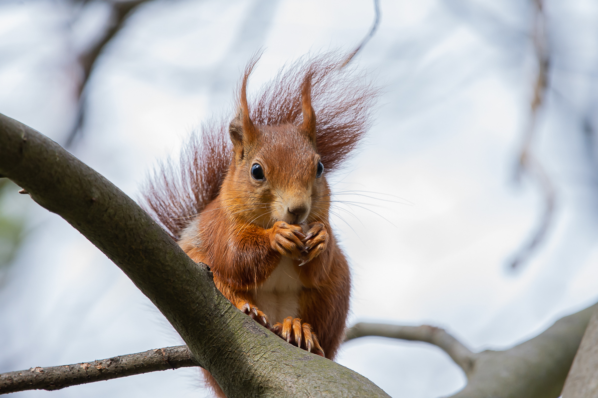 Eichhörnchen