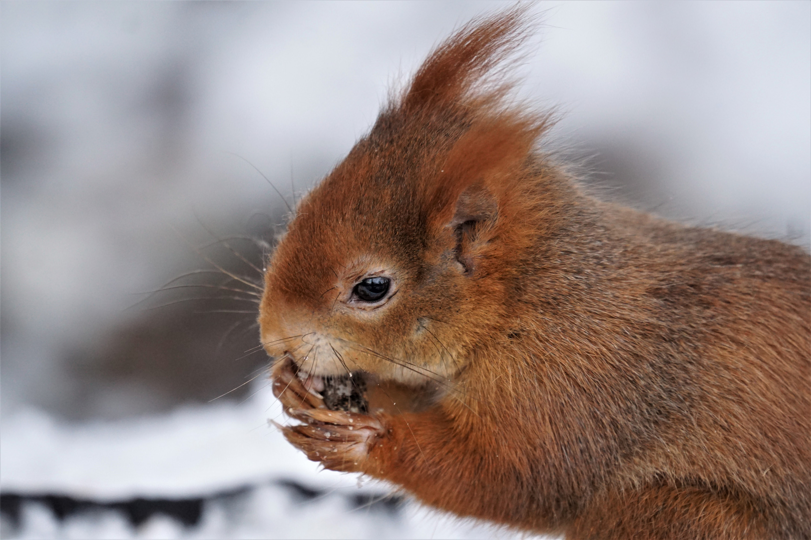 Eichhörnchen