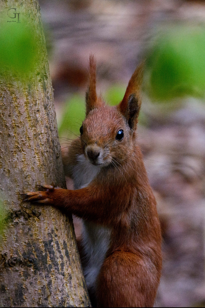 Eichhörnchen