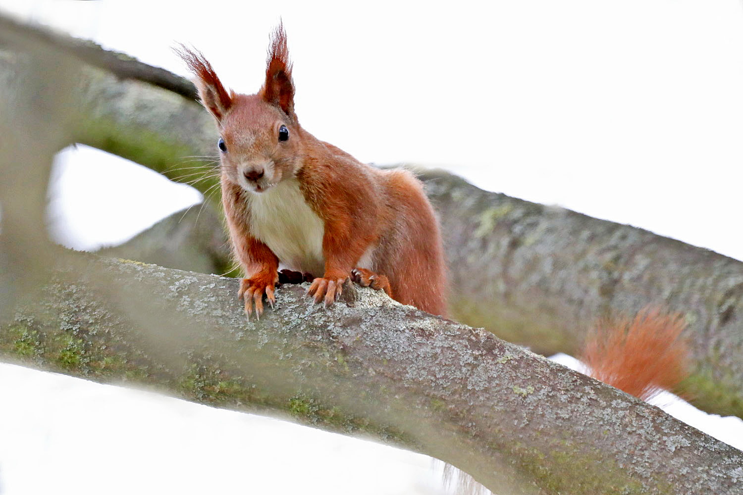 Eichhörnchen