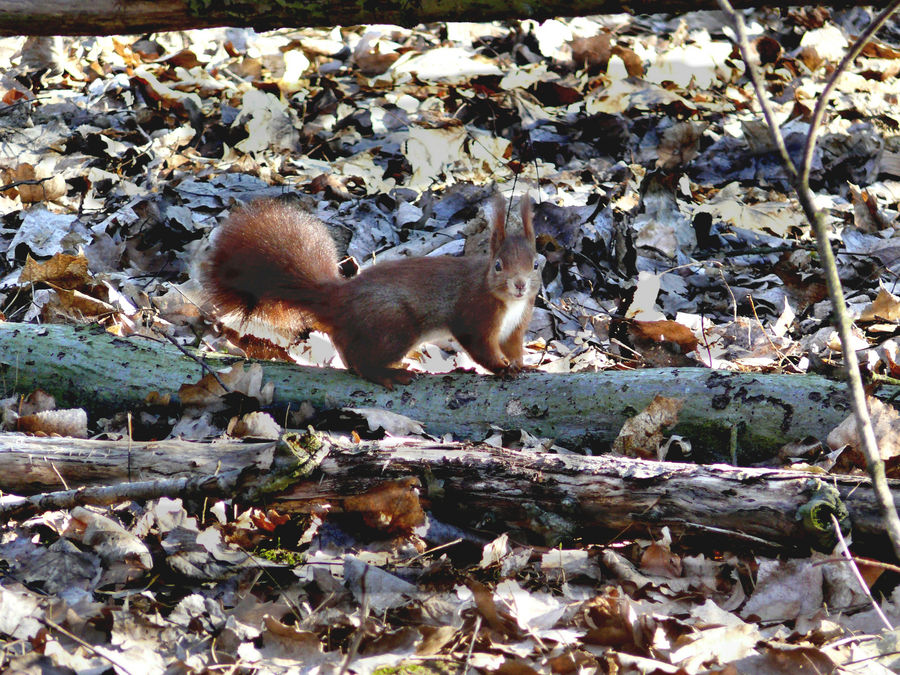 Eichhörnchen