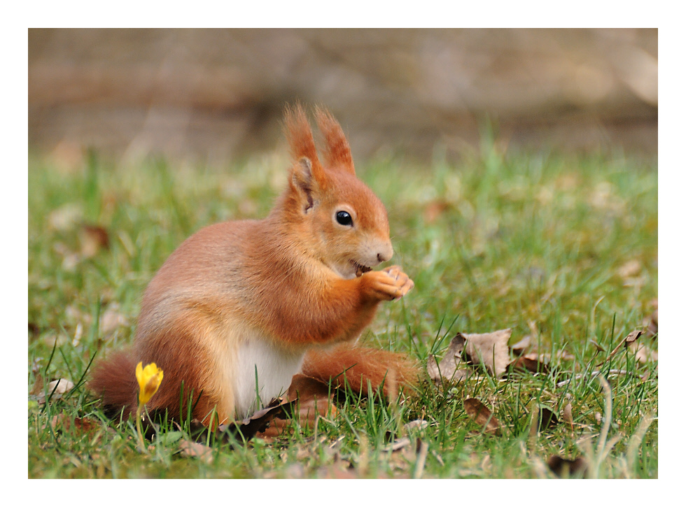 Eichhörnchen