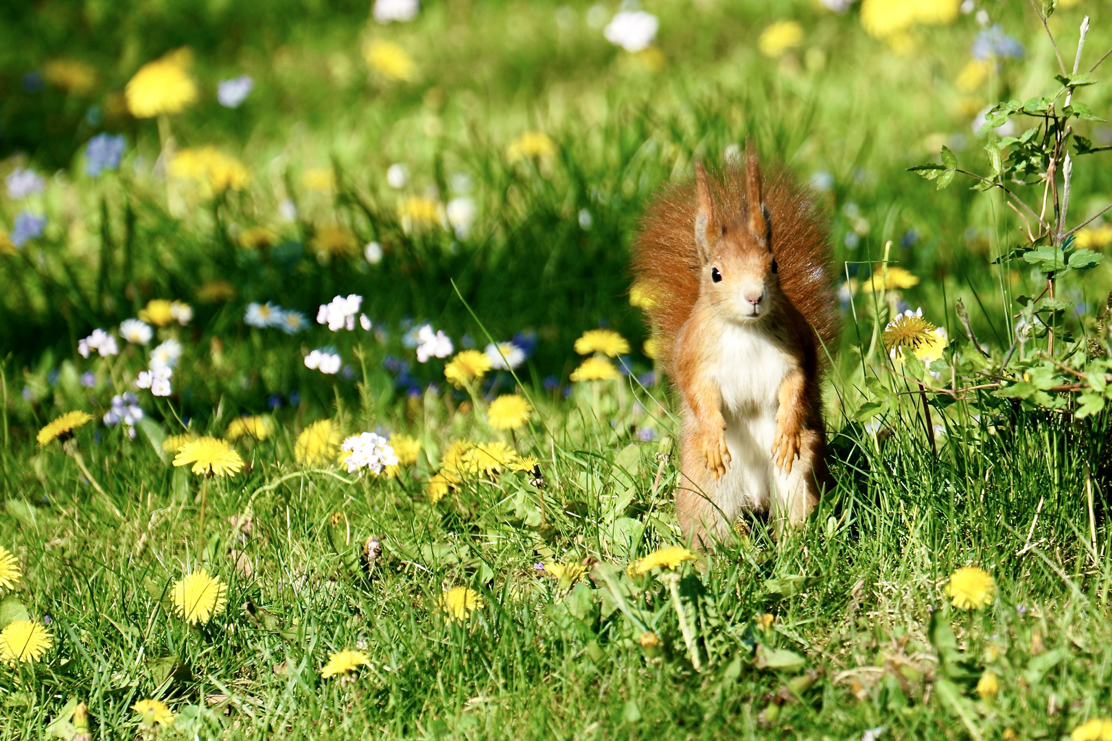 Eichhörnchen