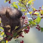 Eichhörnchen