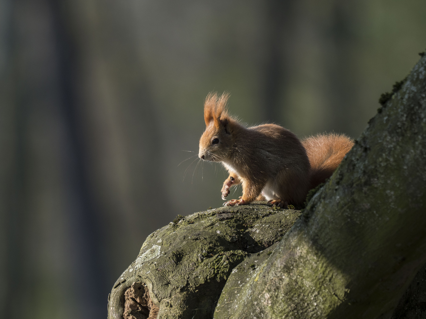 Eichhörnchen