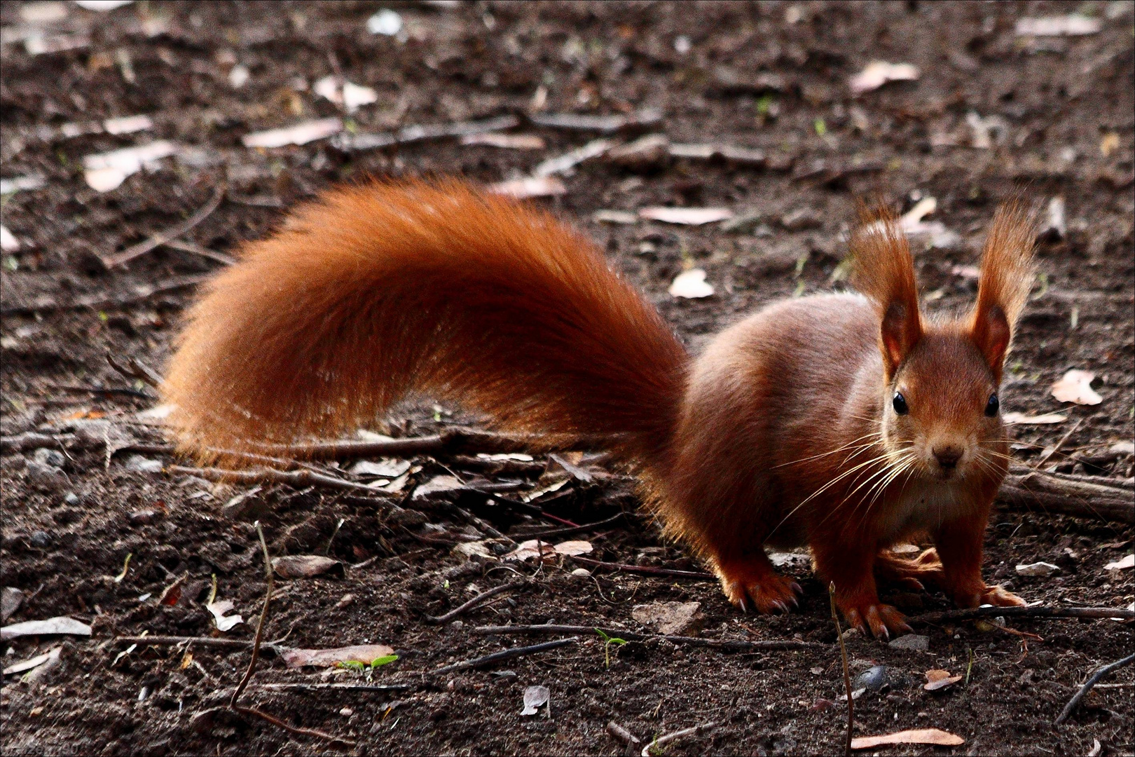 Eichhörnchen