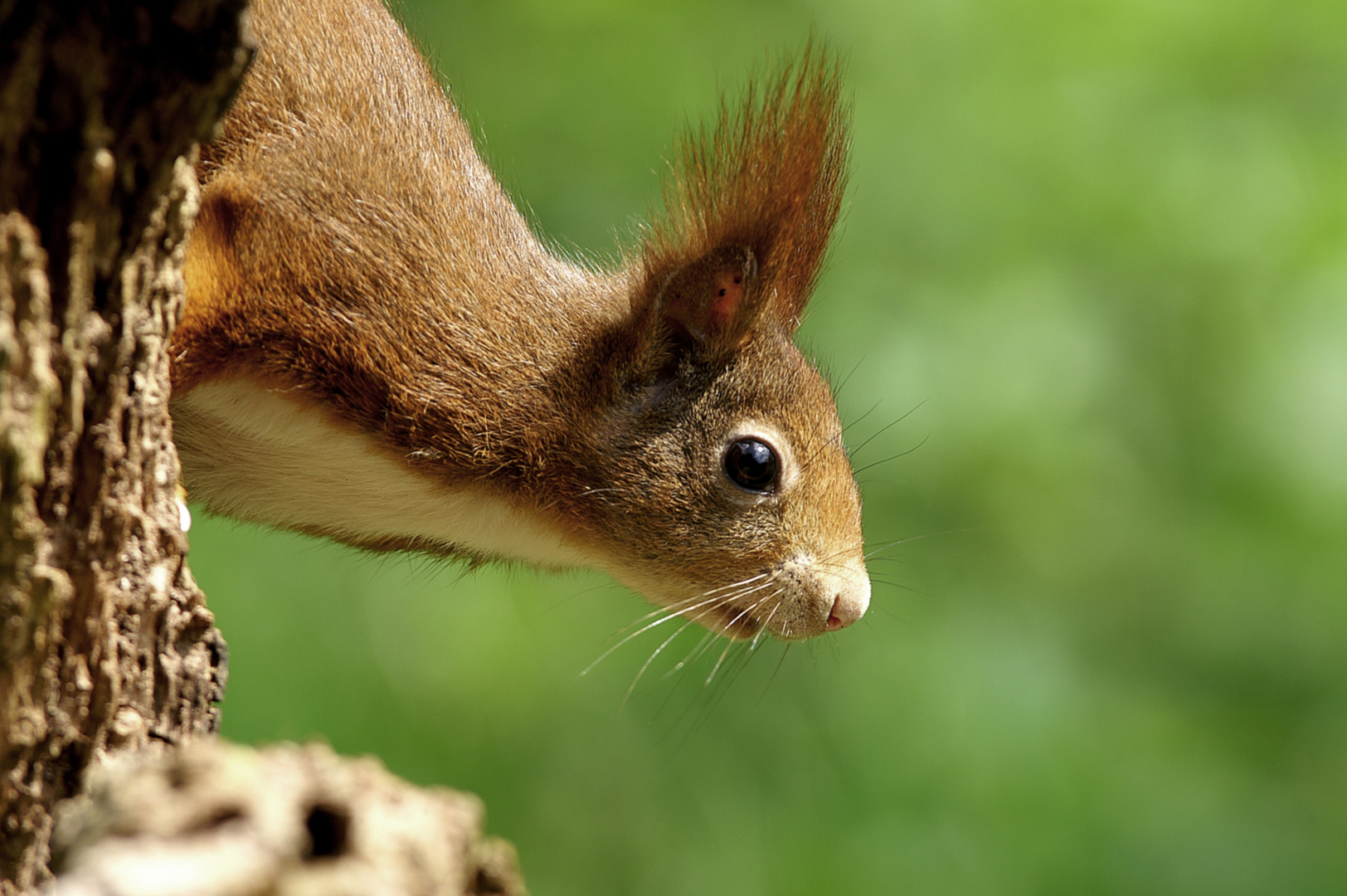 Eichhörnchen