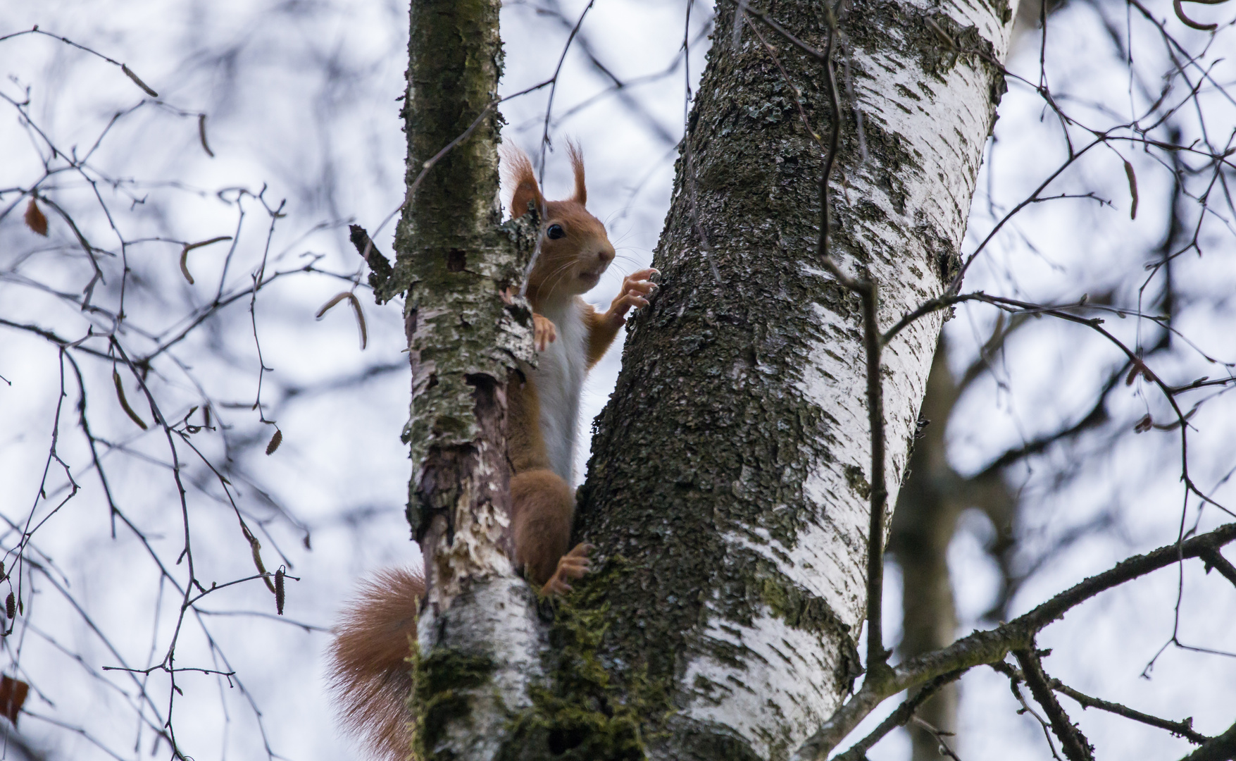 Eichhörnchen