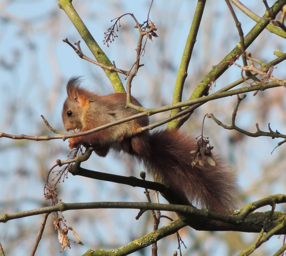 Eichhörnchen