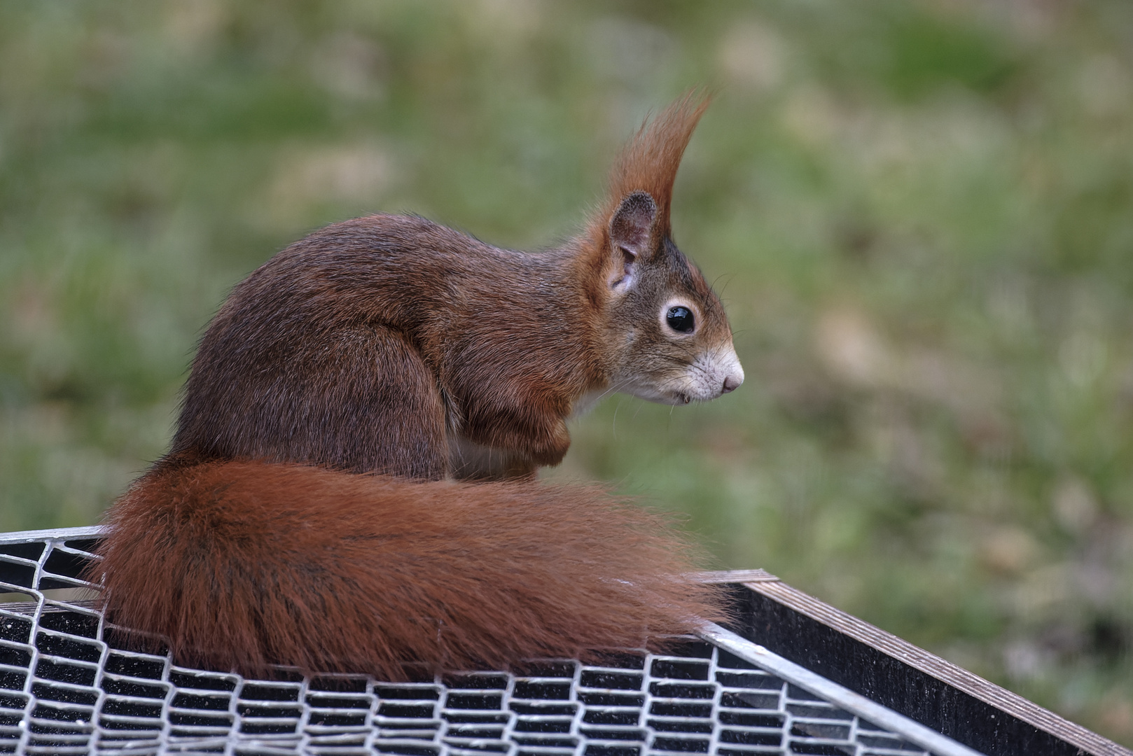 Eichhörnchen