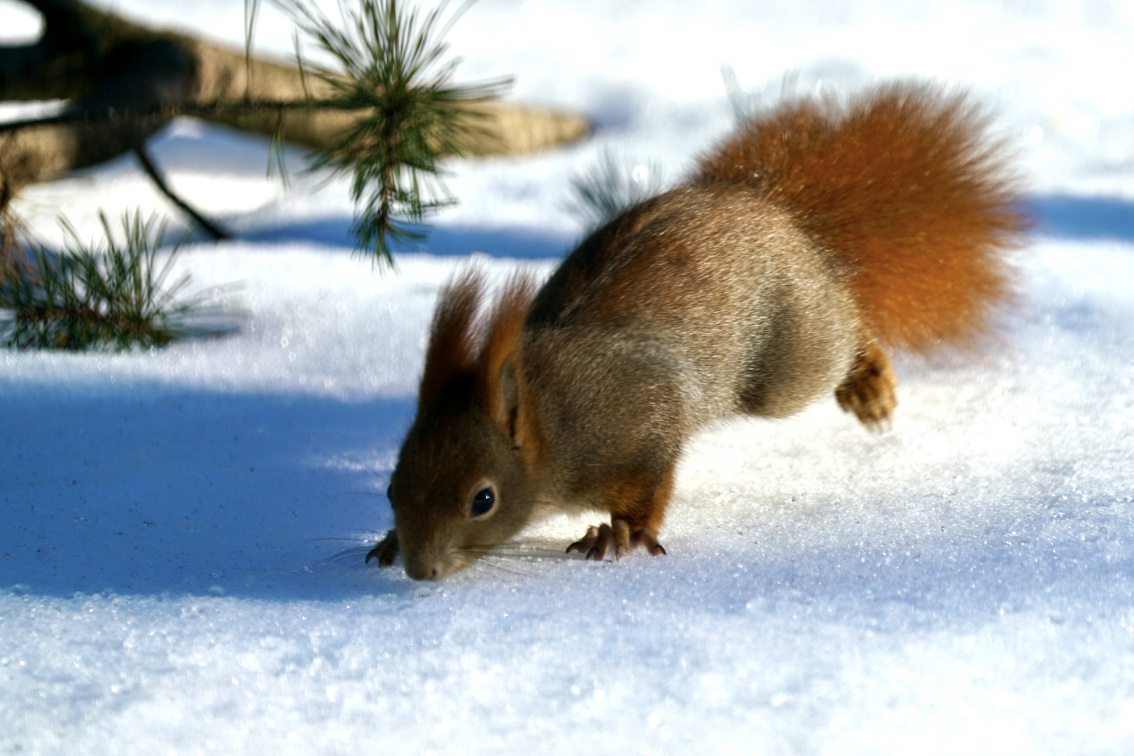 Eichhörnchen