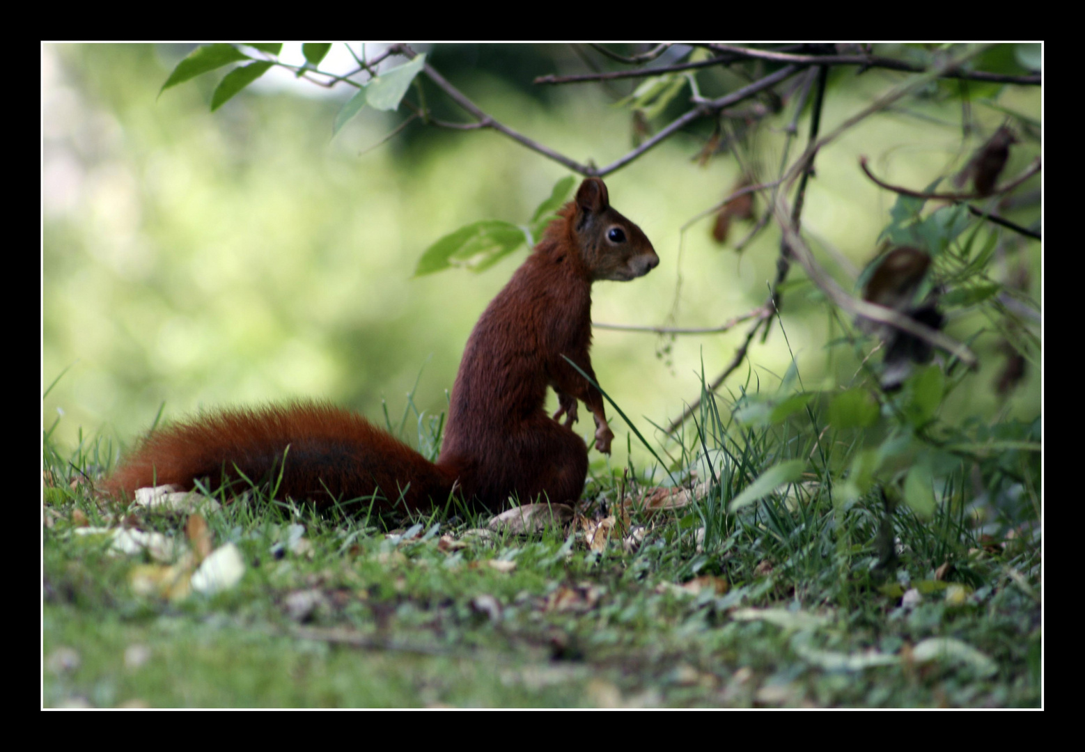 Eichhörnchen