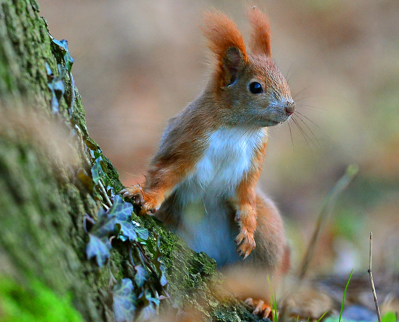 Eichhörnchen