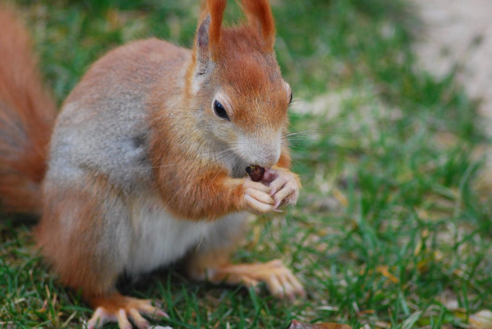 Eichhörnchen