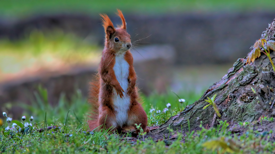 Eichhörnchen