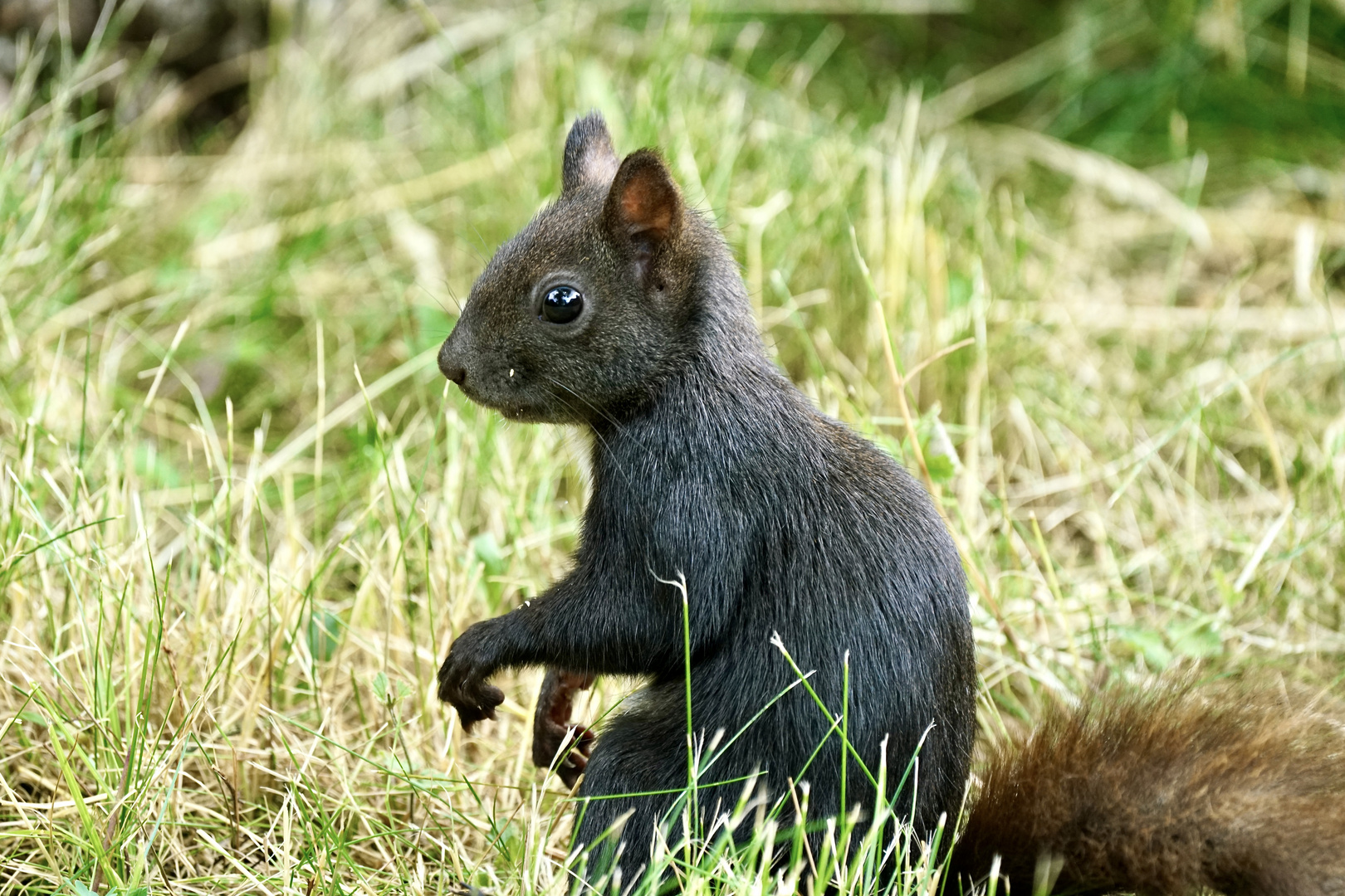 Eichhörnchen