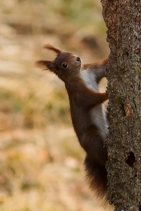 Eichhörnchen