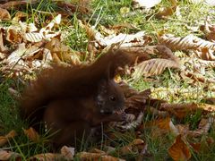 Eichhörnchen