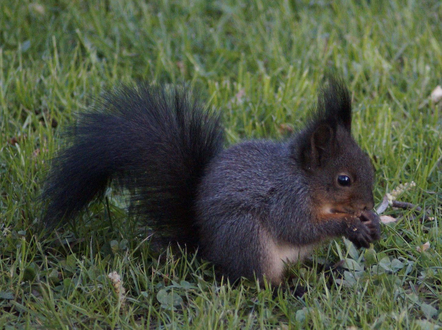 Eichhörnchen