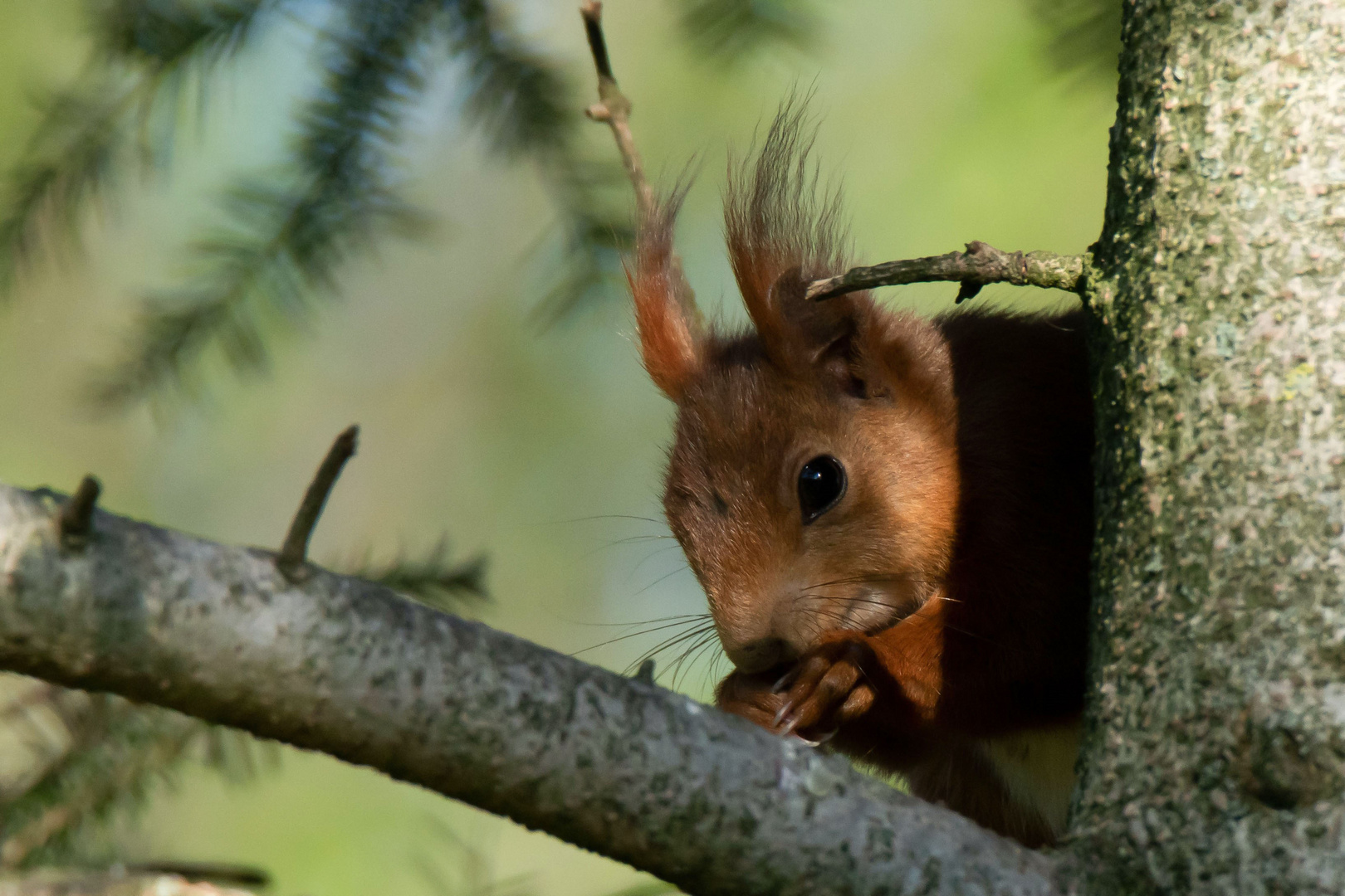 Eichhörnchen