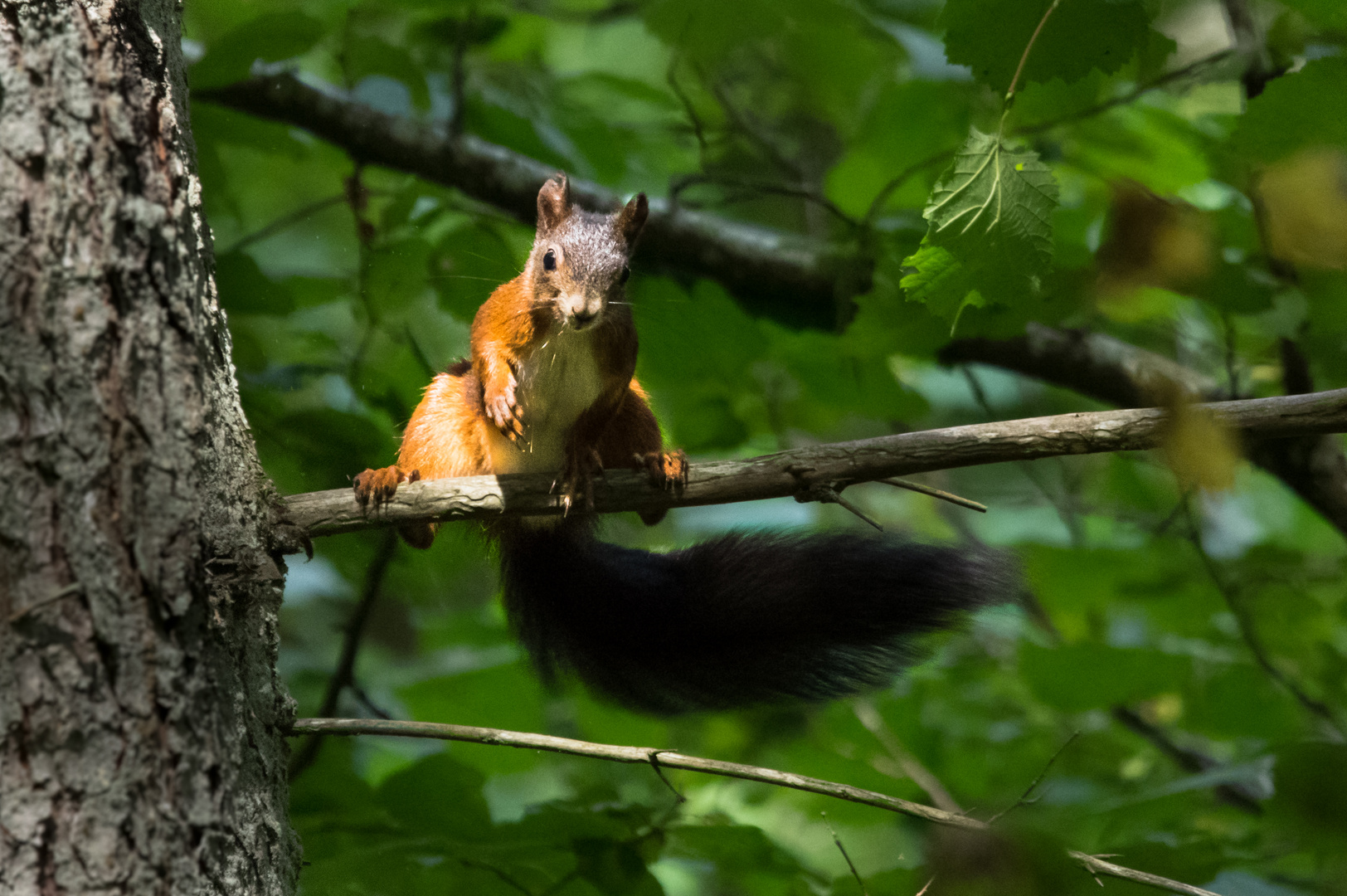 Eichhörnchen