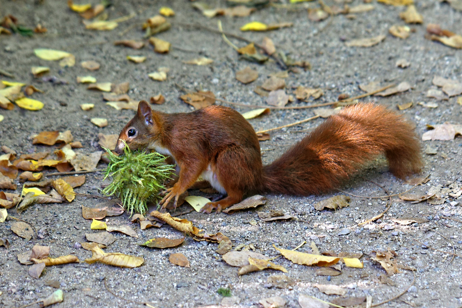 Eichhörnchen