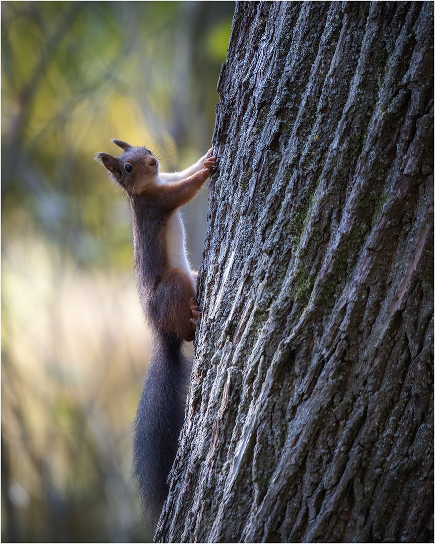 Eichhörnchen