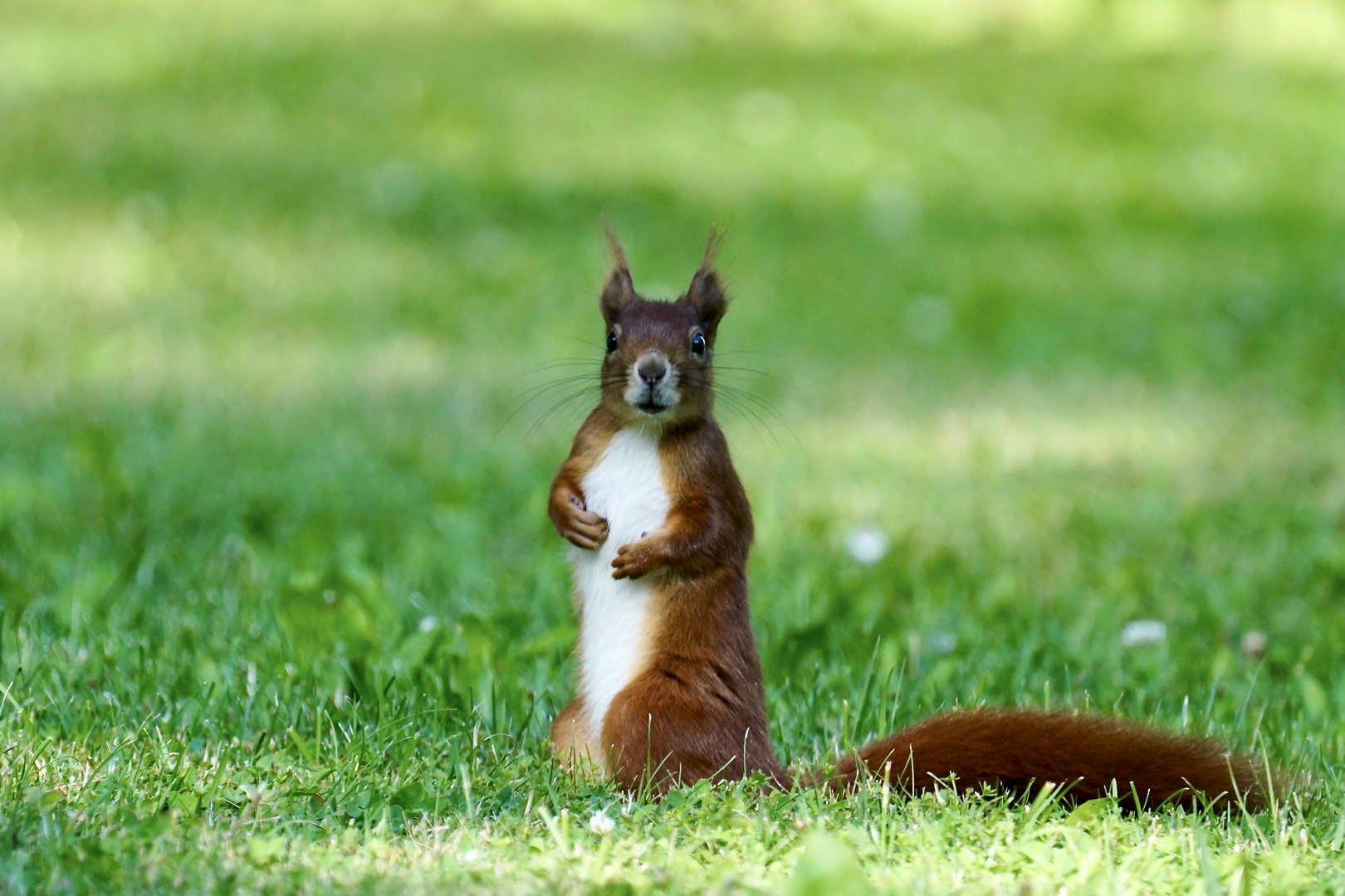 Eichhörnchen