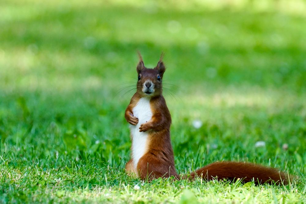 Eichhörnchen