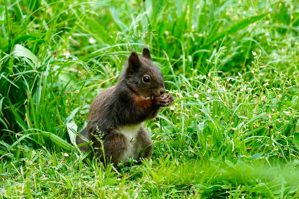 Eichhörnchen