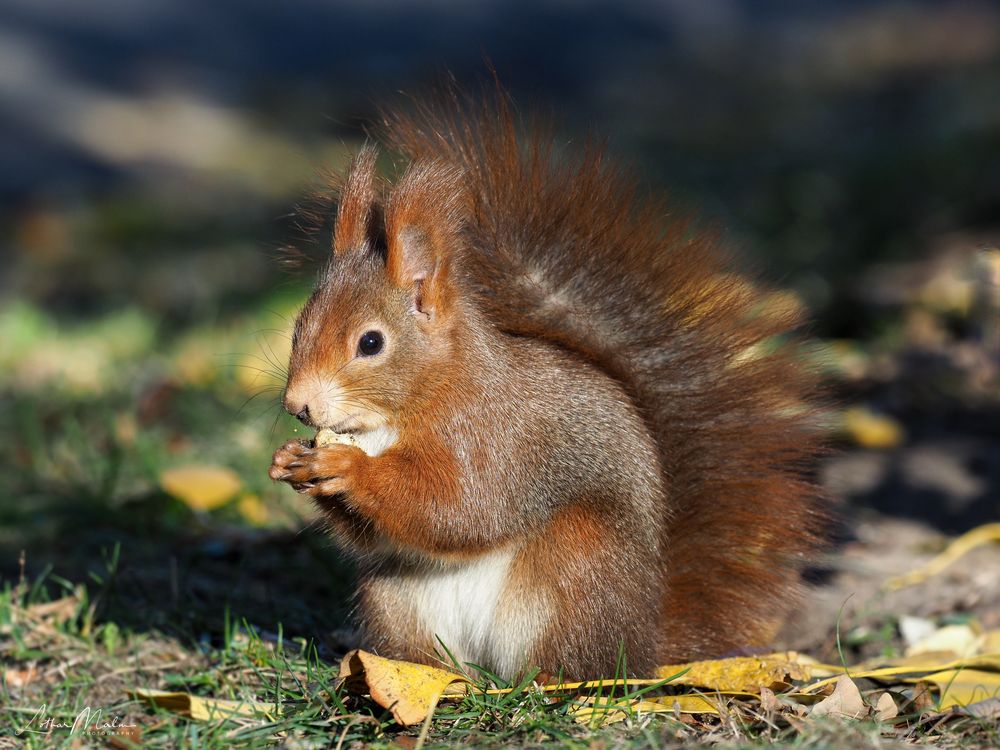 Eichhörnchen Foto & Bild | tiere, wildlife, säugetiere Bilder auf
