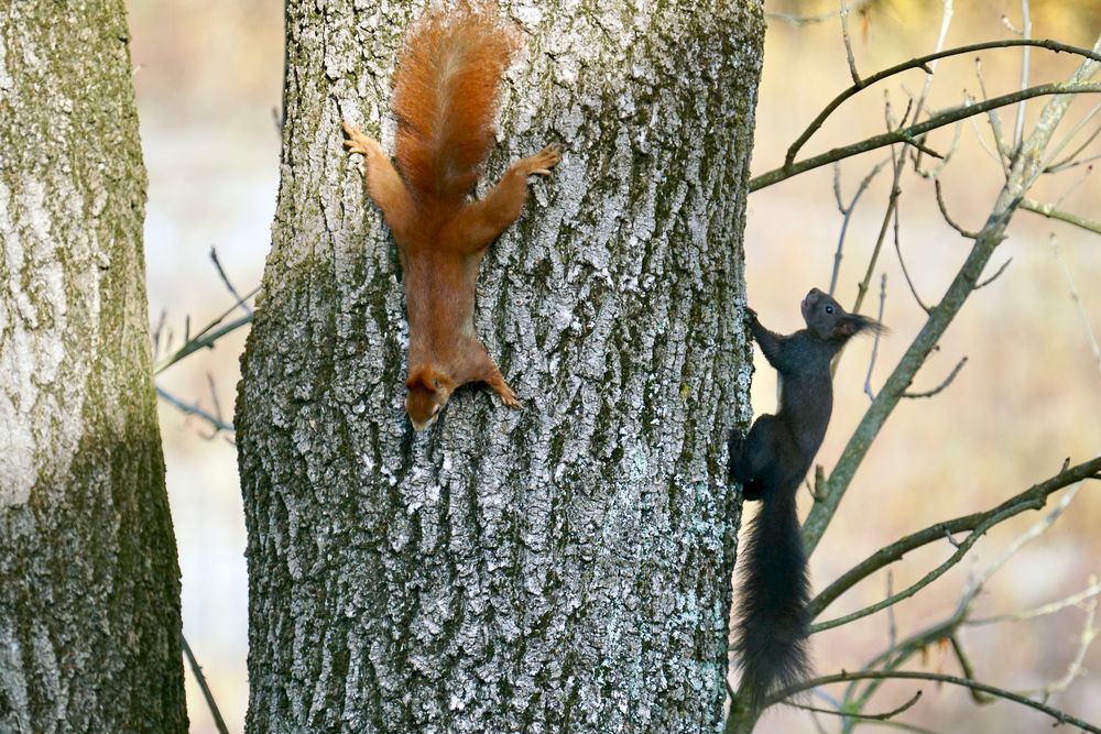 Eichhörnchen