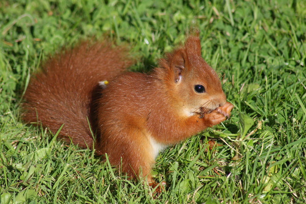 Eichhörnchen