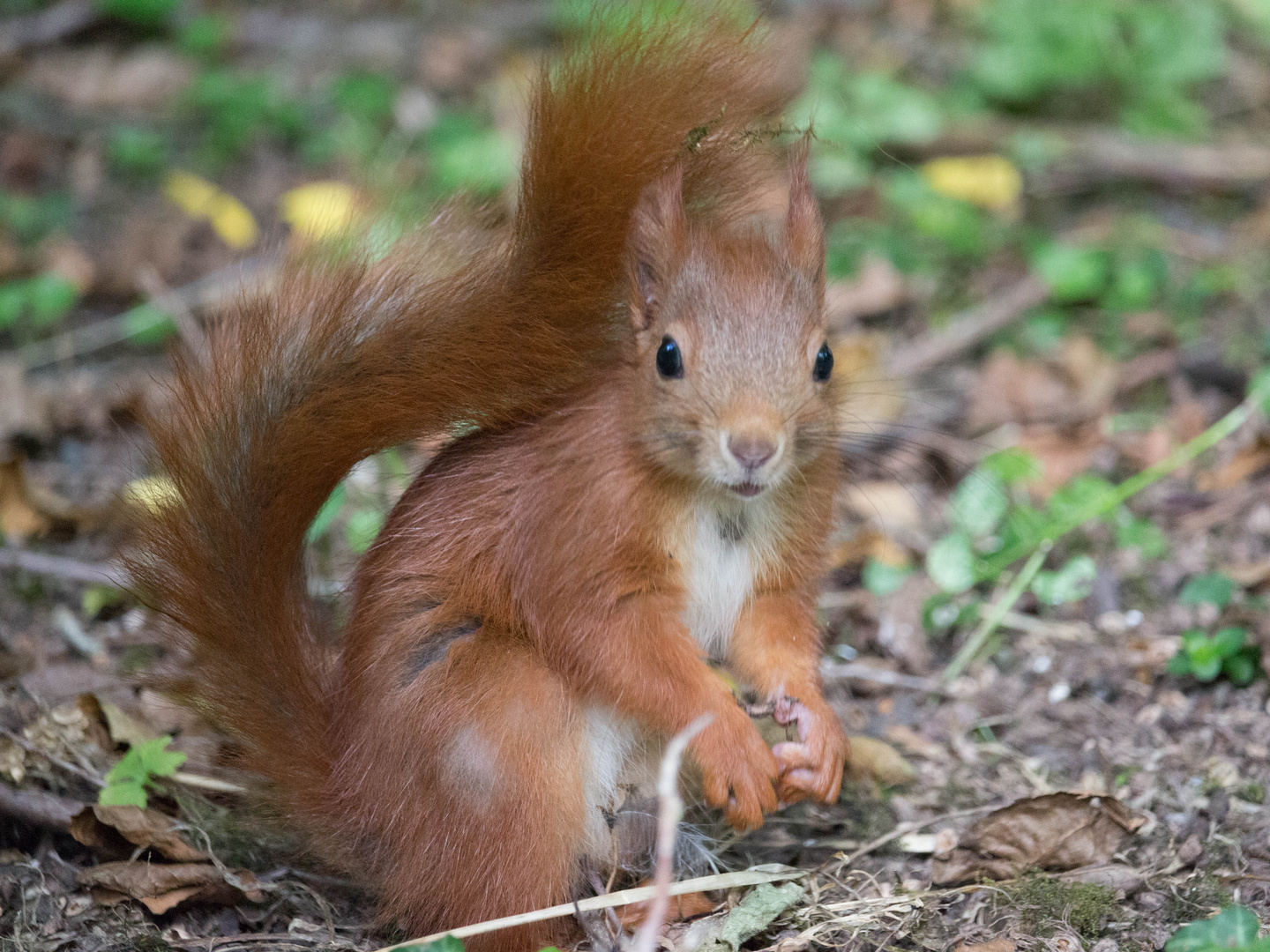 eichhörnchen