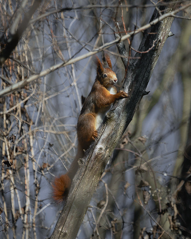 Eichhörnchen