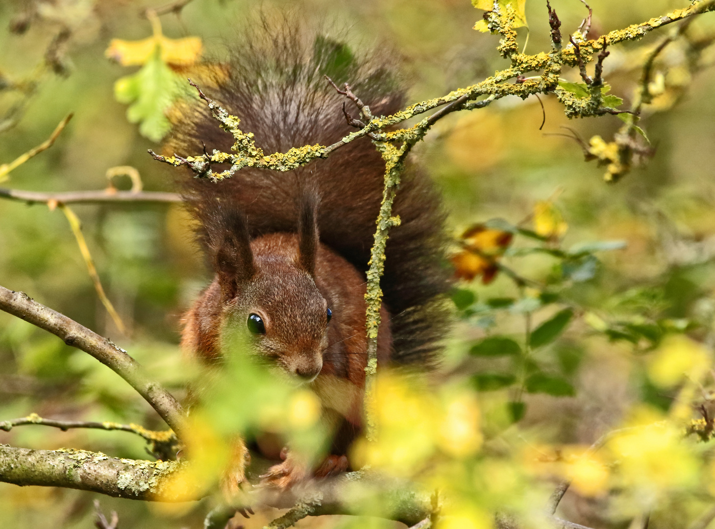 "EICHHÖRNCHEN"