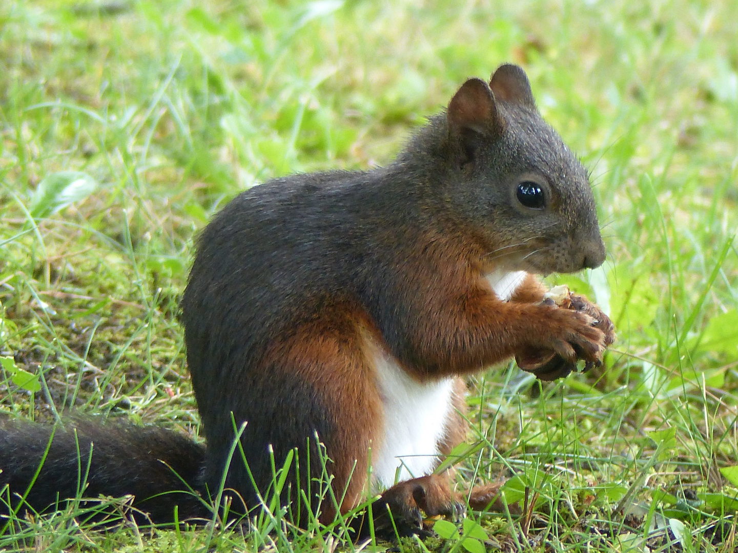 Eichhörnchen