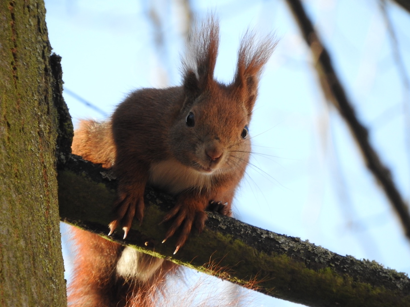 Eichhörnchen 