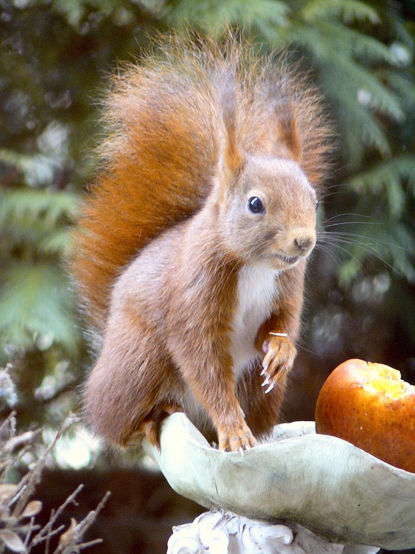 Eichhörnchen