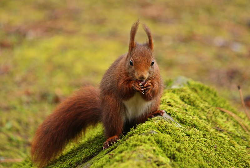 Eichhörnchen 1