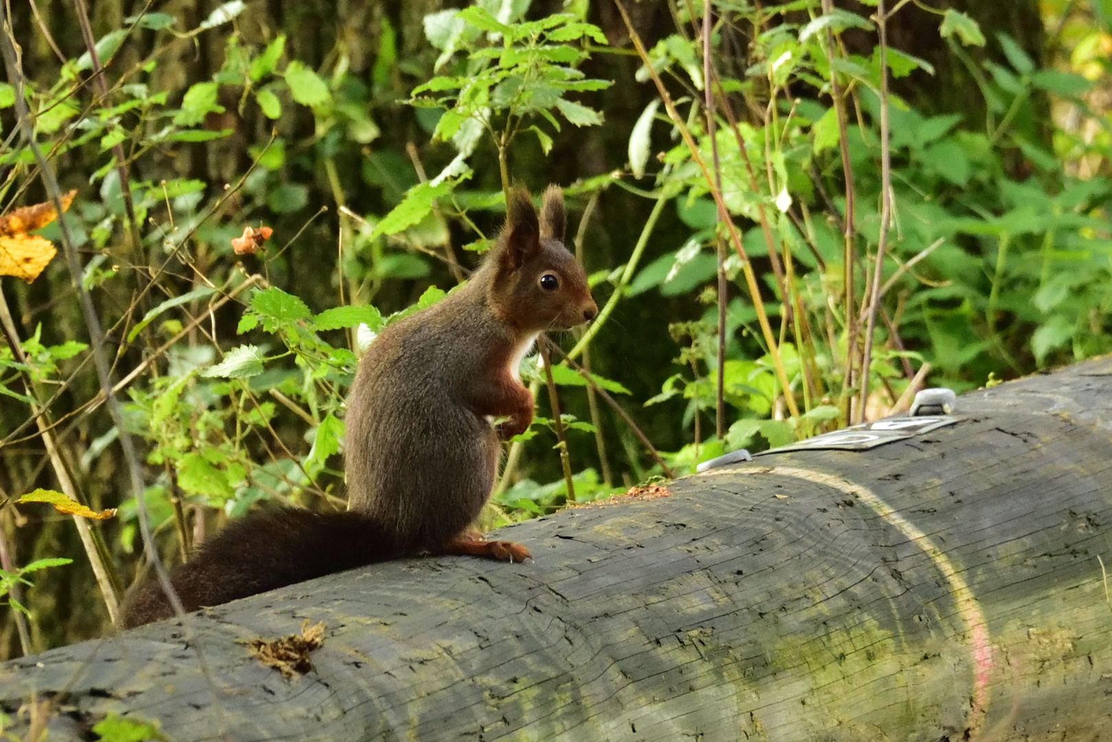 Eichhörnchen 1