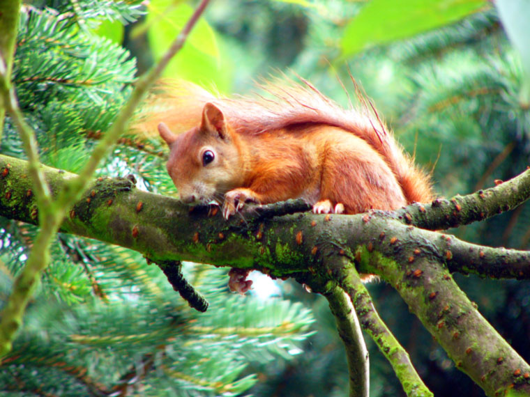 Eichhörnchen 1